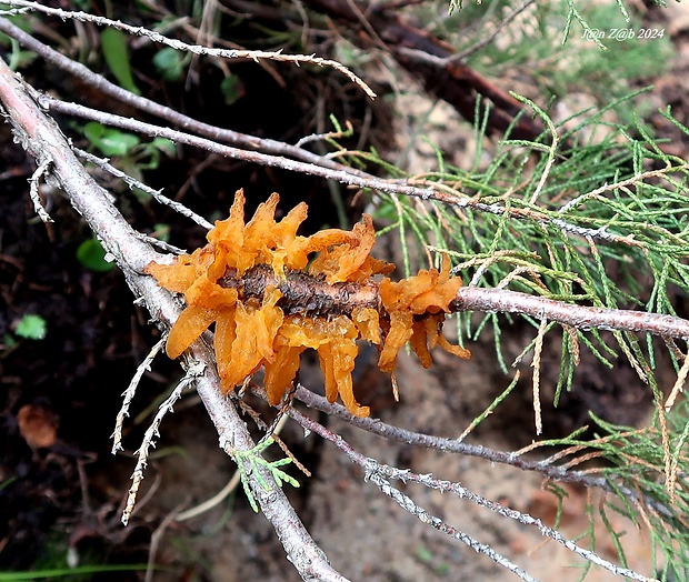 hrdzavka  Gymnosporangium juniperi-virginianae  Schwein.