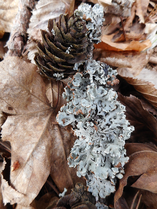 diskovka bublinatá Hypogymnia physodes (L.) Nyl.