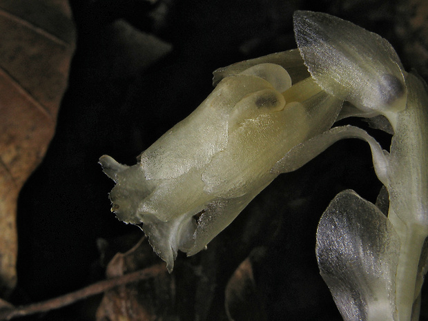 hniliak smrekový Monotropa hypopitys L.