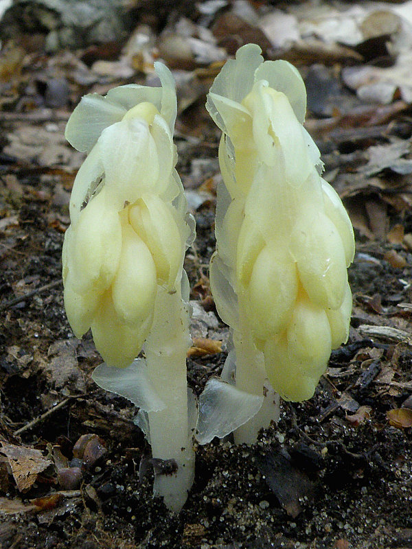 hniliak smrekový Monotropa hypopitys L.