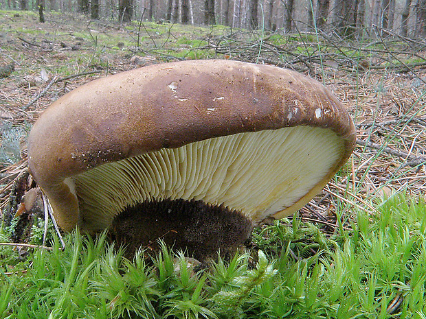 čechračka tmavohlúbiková Tapinella atrotomentosa (Batsch) Šutara