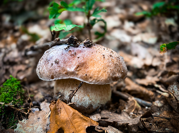 hríb smrekový Boletus edulis Bull.