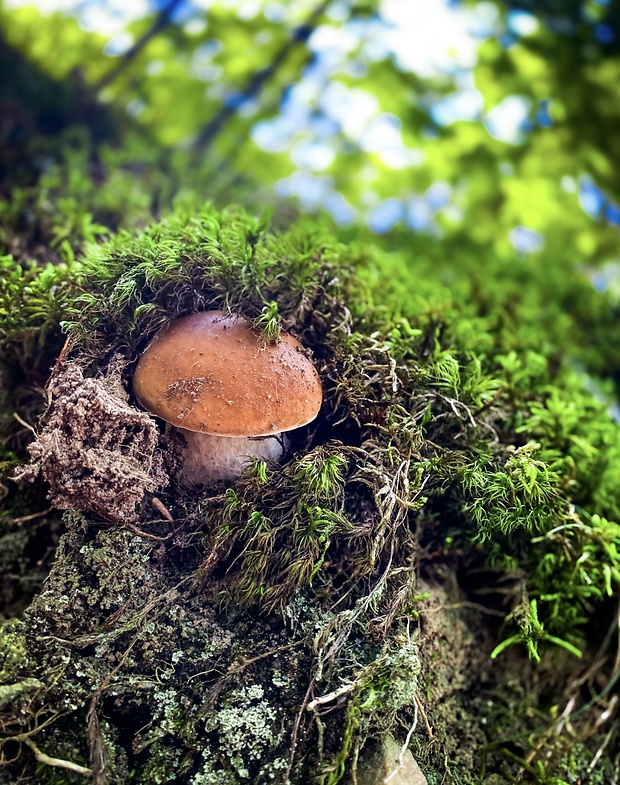 hríb smrekový Boletus edulis Bull.