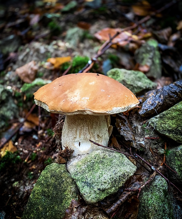 hríb smrekový Boletus edulis Bull.