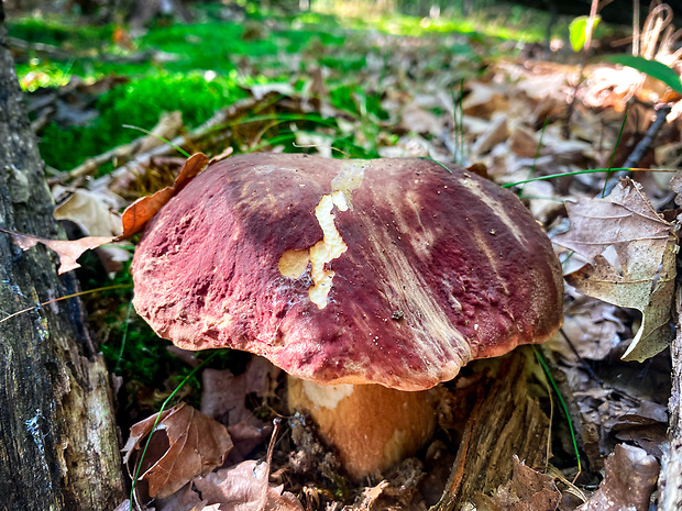 hríb sosnový Boletus pinophilus Pil. et Dermek in Pil.