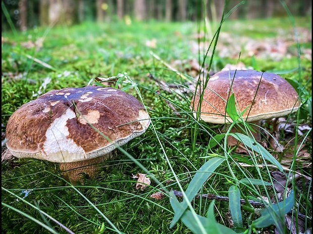 hríb dubový Boletus reticulatus Schaeff.