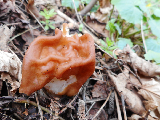 ušiak obrovský Gyromitra gigas (Krombh.) Cooke