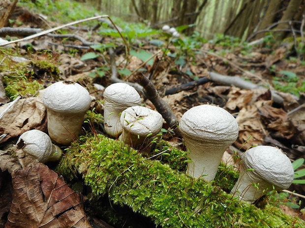 prášnica bradavičnatá Lycoperdon perlatum Pers.