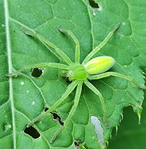 maloočka smaragdová  Micrommata virescens