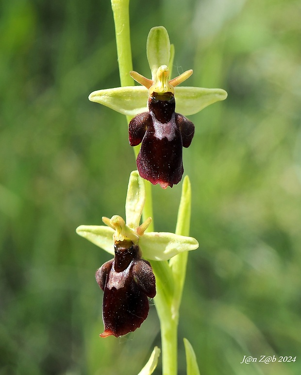 hmyzovník Ophrys holubyana x Ophrys insectifera