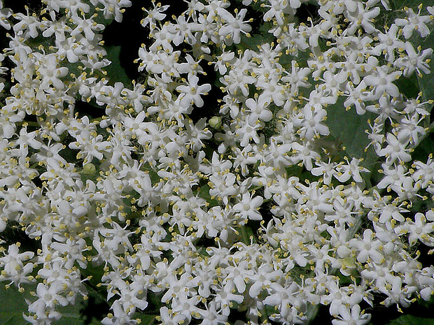 baza čierna Sambucus nigra L.