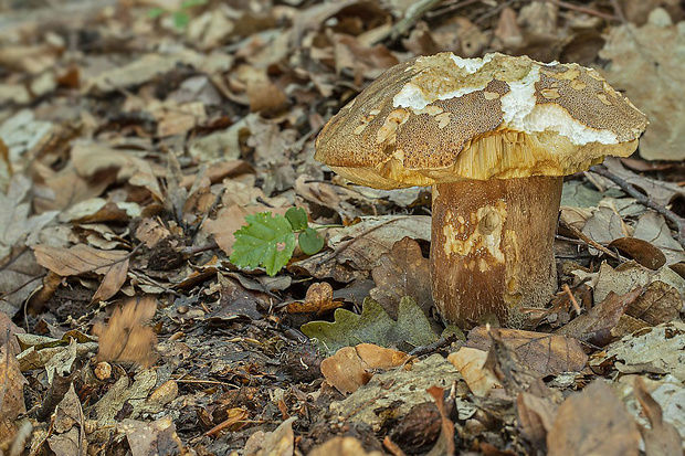 hríb bronzový Boletus aereus Bull. ex Fr.