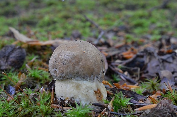 hríb dubový Boletus reticulatus Schaeff.