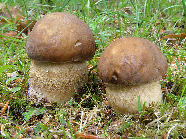 hríb dubový Boletus reticulatus Schaeff.