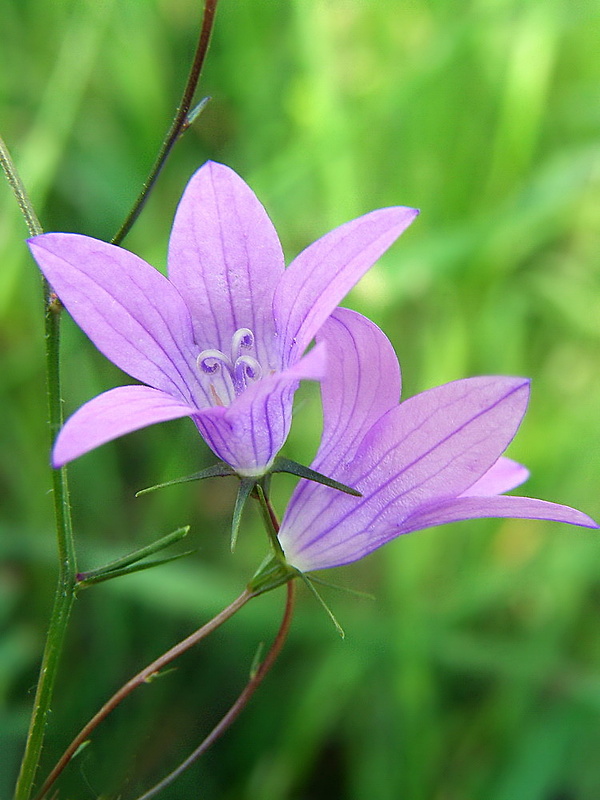 zvonček konáristý Campanula patula L.