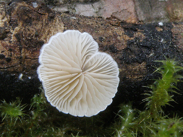 pahliva Crepidotus sp.