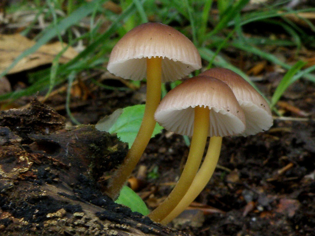 prilbička žltohlúbiková Mycena renati Quél.