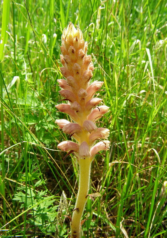 záraza alsaská Orobanche alsatica Kirschl.