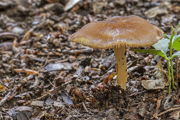 štítovka Pluteus sp.