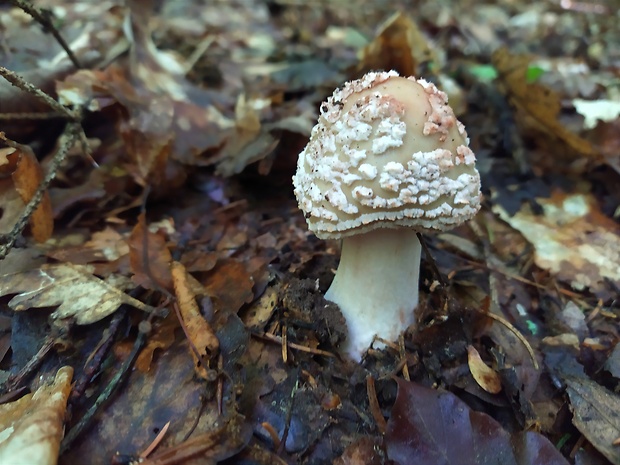 muchotrávka červenkastá Amanita rubescens Pers.