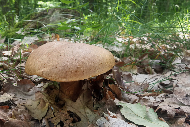 hríb dubový Boletus reticulatus Schaeff.