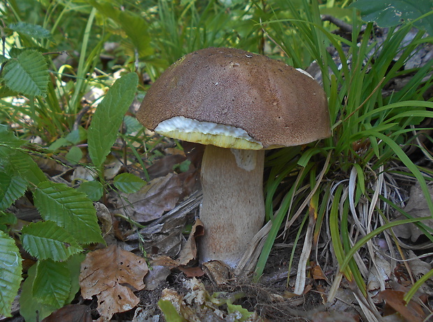 hríb dubový Boletus reticulatus Schaeff.