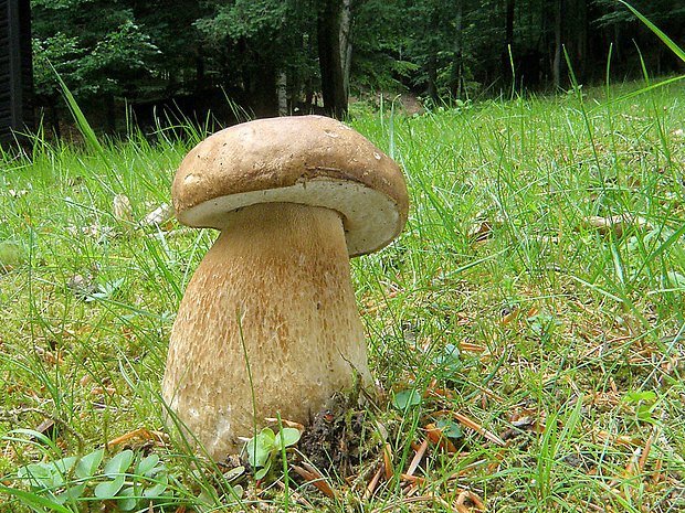 hríb dubový Boletus reticulatus Schaeff.