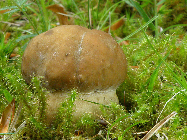 hríb dubový Boletus reticulatus Schaeff.