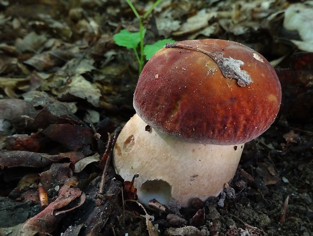 hríb dubový Boletus reticulatus Schaeff.