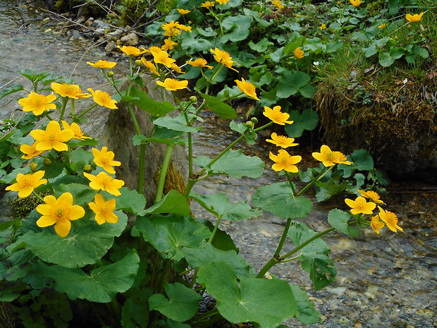 záružlie močiarne horské Caltha palustris subsp. laeta (Schott, Nyman et Kotschy) Hegi