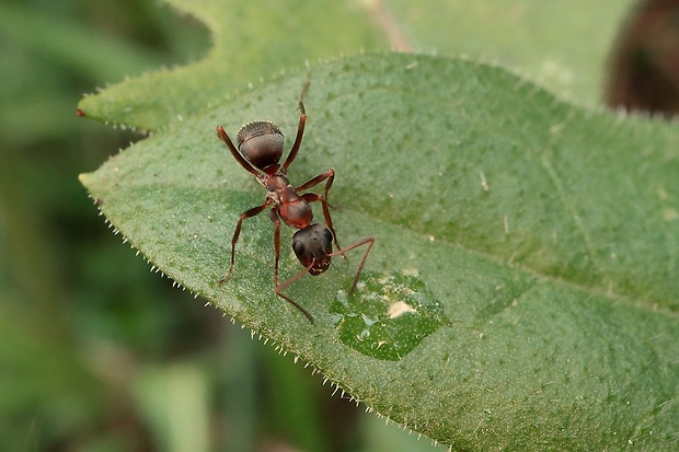 mravec horský Camponotus herculeanus