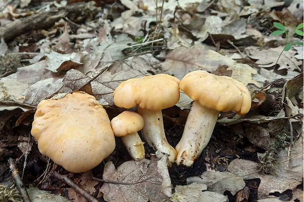 kuriatko jedlé ametystové Cantharellus amethysteus (Quél.) Sacc.