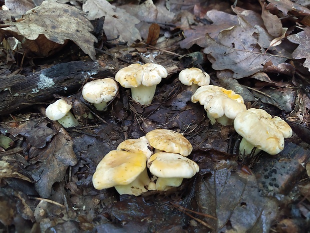 kuriatko bledé Cantharellus pallens Pilát