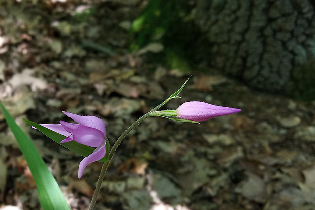 prilbovka červená Cephalanthera rubra (L.) Rich.