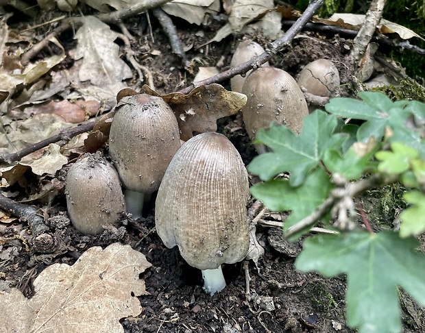 hnojník atramentový Coprinopsis atramentaria (Bull.) Redhead, Vilgalys & Moncalvo