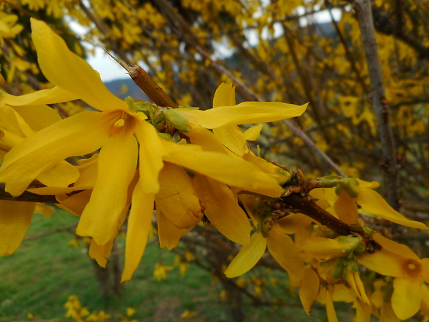 zlatovka previsnutá Forsythia suspensa Vahl