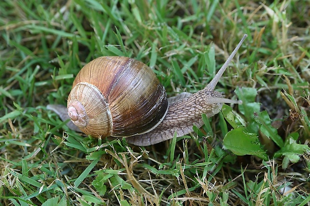 slimák záhradný Helix pomatia