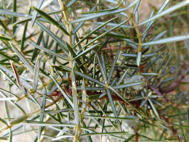 borievka obyčajná Juniperus communis L.