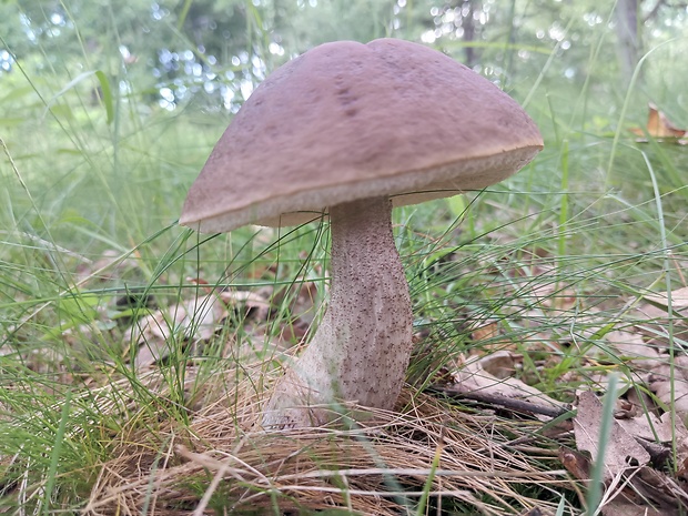 kozák hrabový Leccinum pseudoscabrum (Kallenb.) Šutara