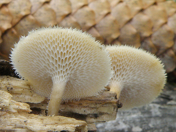 trúdnik veľkopórový Neofavolus alveolaris (DC.) Sotome & T. Hatt.