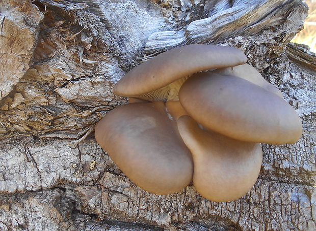 hliva ustricovitá Pleurotus ostreatus (Jacq.) P. Kumm.