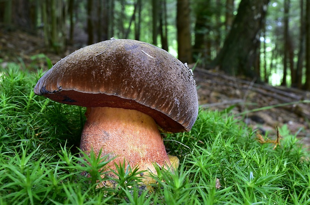 hríb zrnitohlúbikový Sutorius luridiformis (Rostk.) G. Wu & Zhu L. Yang