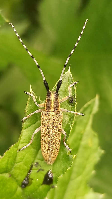 vrzúnik úzkoštíty Agapanthia villosoviridescens