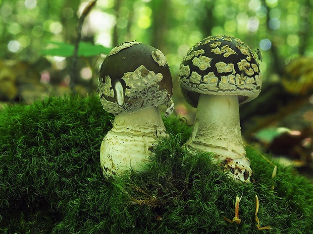 muchotrávka hrubá Amanita excelsa (Fr.) Bertill.