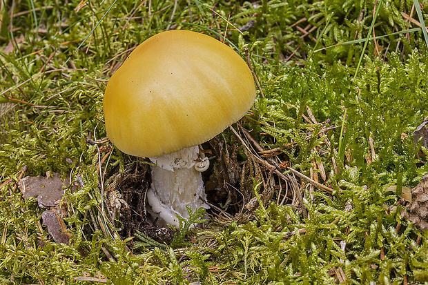 muchotrávka slamovožltá Amanita gemmata (Fr.) Bertill.