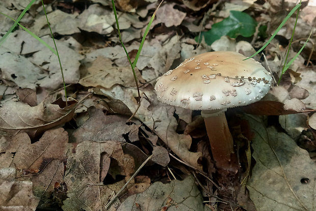 muchotrávka červenkastá Amanita rubescens Pers.