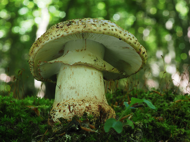 muchotrávka červenkastá Amanita rubescens Pers.