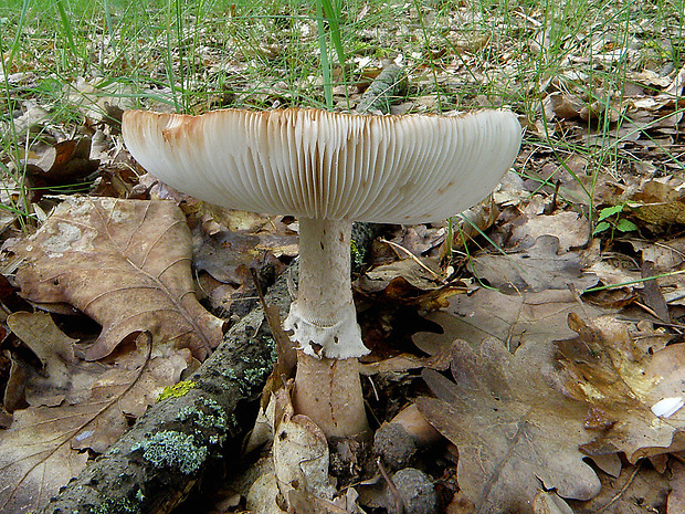 muchotrávka červenkastá Amanita rubescens Pers.