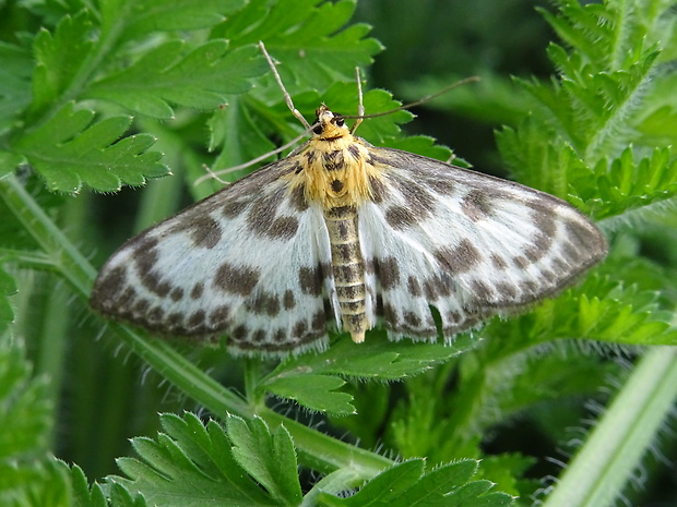 vijačka záhradná Anania hortulata