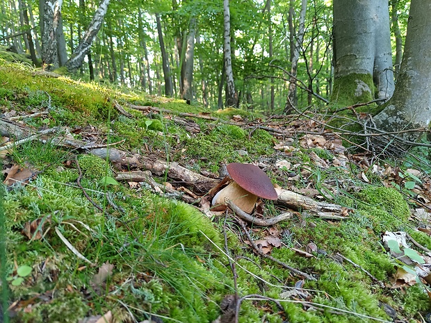 hríb sosnový Boletus pinophilus Pil. et Dermek in Pil.